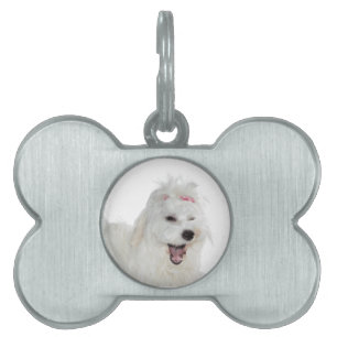 Médaillons Pour Animaux Domestiques Amour maltais Mignon Douillet Blanc Lili