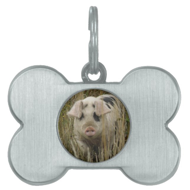 Médaillons Pour Animaux Domestiques Balise Jote Pig Pet (Devant)