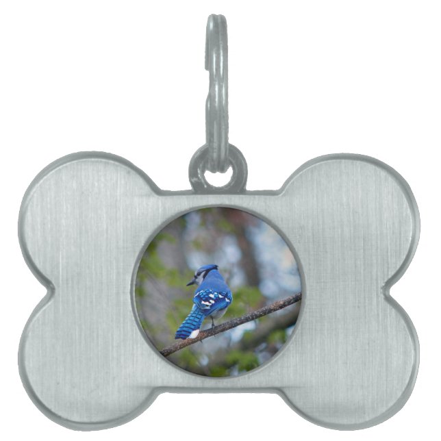 Médaillons Pour Animaux Domestiques Blue Jay (Devant)