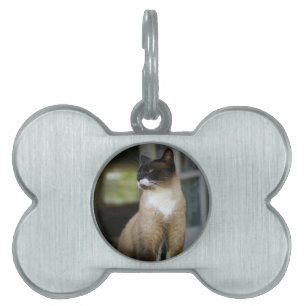 Médaillons Pour Animaux Domestiques Chat siamois sur le porche