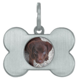 Médaillons Pour Animaux Domestiques Chiot