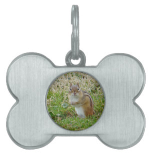 Médaillons Pour Animaux Domestiques Chipmunk oriental