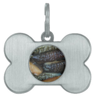 Médaillons Pour Animaux Domestiques Concombre de mer ... Nourriture du marché du Yaowa