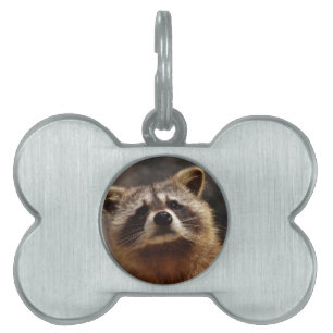 Médaillons Pour Animaux Domestiques Curieux Raccoon