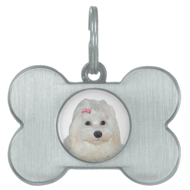 Médaillons Pour Animaux Domestiques Cute Fluffy Blanc Maltese Lili (Devant)