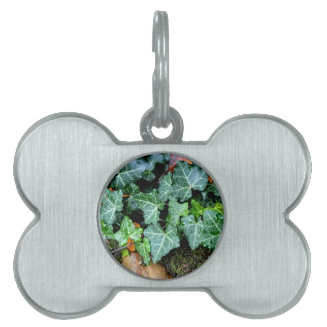 Médaillons Pour Animaux Domestiques Élégant classique vert ivoire et pierre de campagn (Devant)