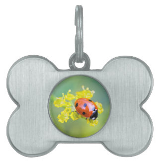 Médaillons Pour Animaux Domestiques femme au sommet