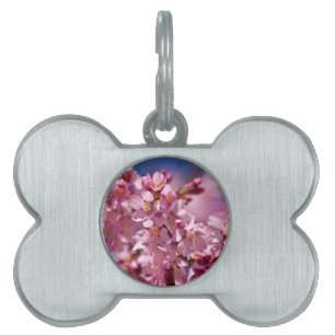 Médaillons Pour Animaux Domestiques Fleurs de cerisier Sakura embrassées par la lumièr