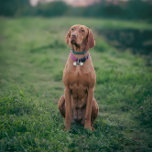 Médaillons Pour Animaux Domestiques Funny Chien Gardien de l'humanité Monogramme Pet I<br><div class="desc">Funny Chien Gardien de l'Humanité Pet ID monogramme Tag,  Ne perdez pas votre être aimé</div>