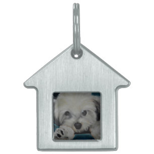 Médaillons Pour Animaux Domestiques Le Havanese