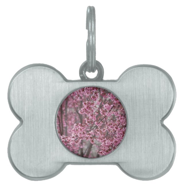 Médaillons Pour Animaux Domestiques Les fleurs de cerisiers Sakura sont roses (Devant)
