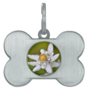 Médaillons Pour Animaux Domestiques Macro de fleur edelweiss