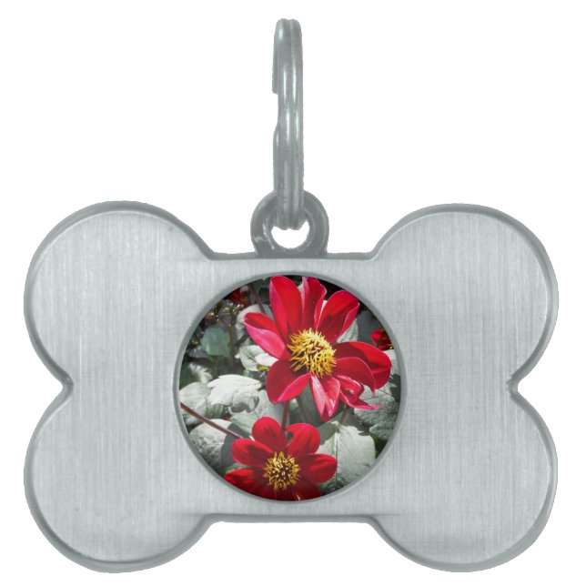 Médaillons Pour Animaux Domestiques marguerite rose chaud rouge / marguerites fleurs (Devant)