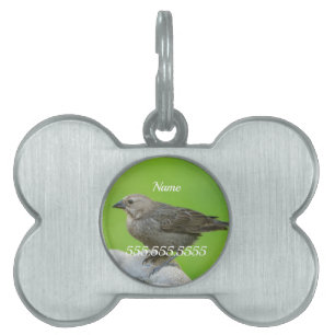 Médaillons Pour Animaux Domestiques Numéro d'identification de l'animal de compagnie B