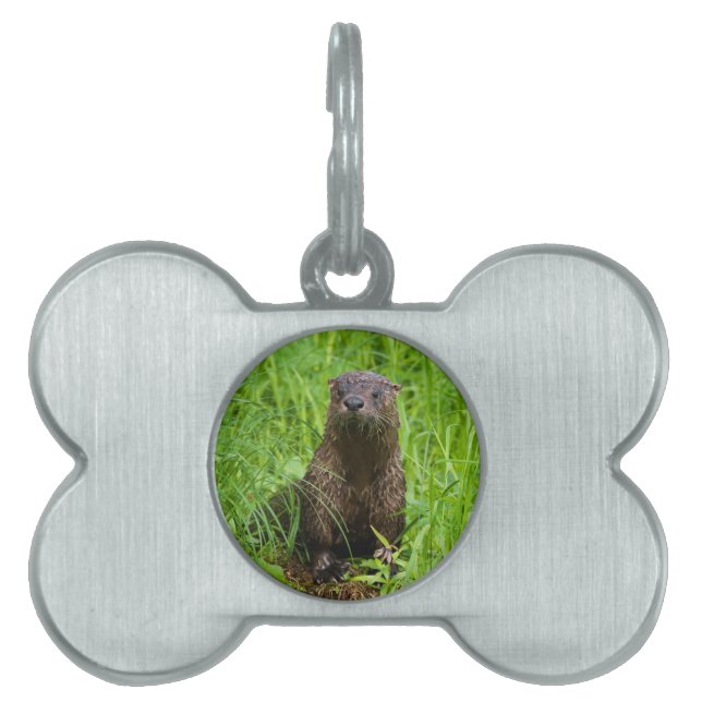 Médaillons Pour Animaux Domestiques Otter (Devant)