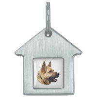 Portrait d'Alsatian German shepherd