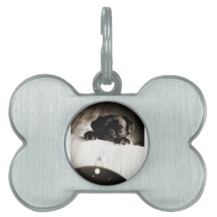 Médaillons Pour Animaux Domestiques pug qui regarde en noir et blanc