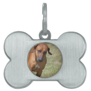 Médaillons Pour Animaux Domestiques Rhodesian Ridgeback