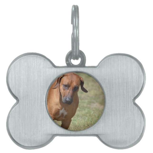 Médaillons Pour Animaux Domestiques Rhodesian Ridgeback (Devant)