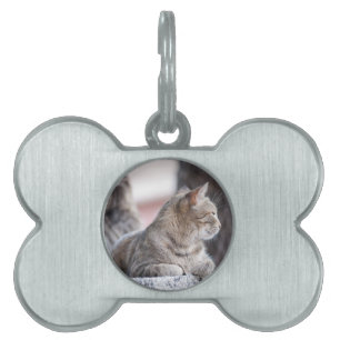 Médaillons Pour Animaux Domestiques Tabby cats en repos