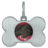 Tag de chien endormi
