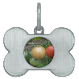 Médaillons Pour Animaux Domestiques Tag de marionnette de tomates de feu de circulatio