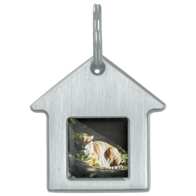 Médaillons Pour Animaux Domestiques Tiger Catnap (Devant)