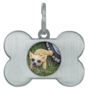 Médaillons Pour Animaux Domestiques Whiz Kid