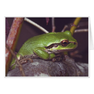 Méditation de grenouille