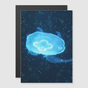 Méduse bleue natante