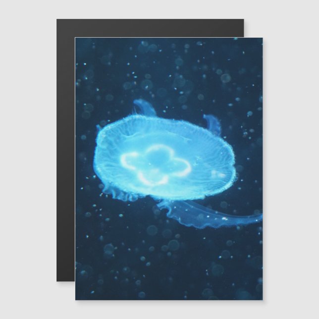 Méduse bleue natante (Devant / Derrière)