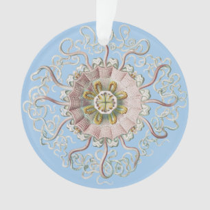 Méduse rose nautique d'Ernst Haeckel