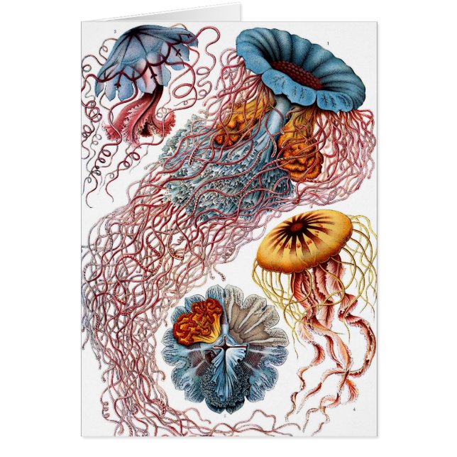 Méduse vintage par Ernst Haeckel, Discomedusae (Devant)