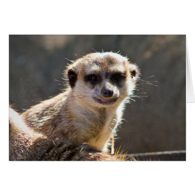 Meerkat (Devant horizontal)