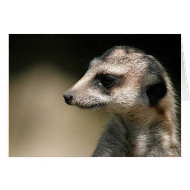 Meerkat (Devant horizontal)