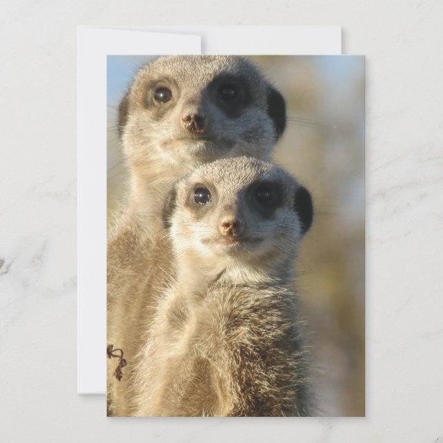 Meerkat (Devant)