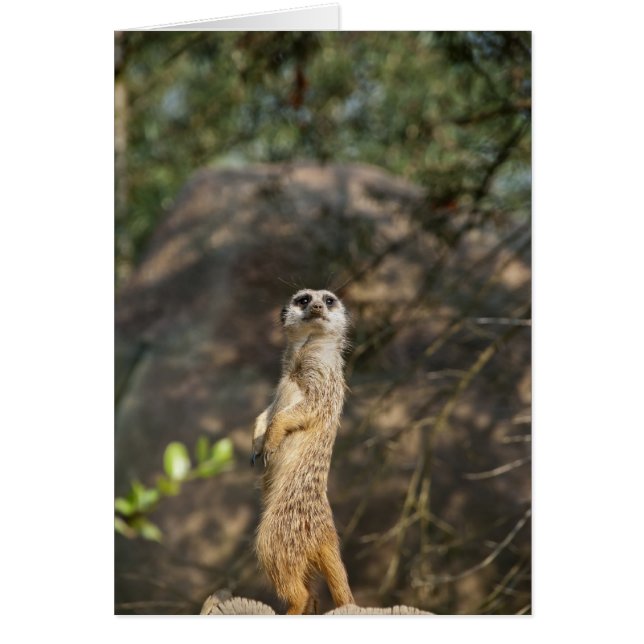 Meerkat (Devant)