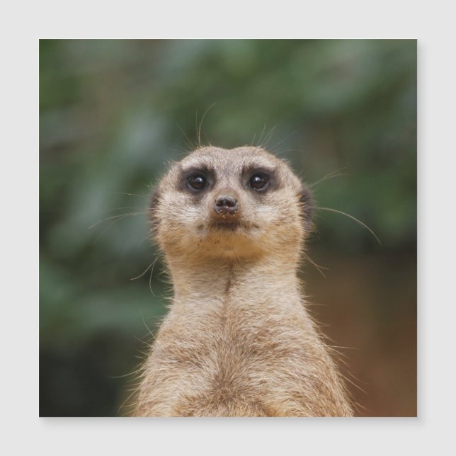 Meerkat 001 (Devant)