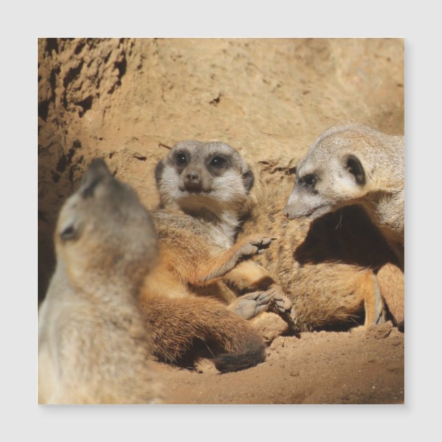 Meerkat 002 (Devant)