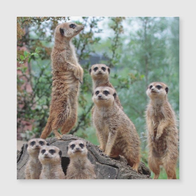 Meerkat_003 (Devant)