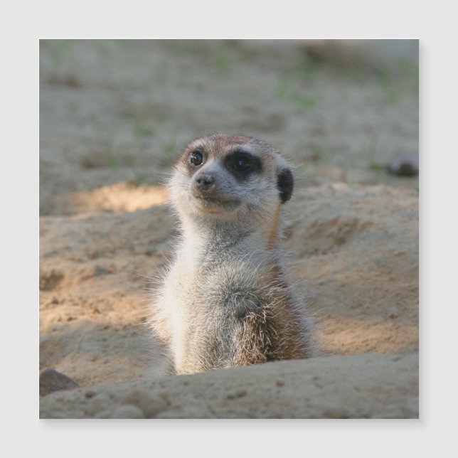 Meerkat 004 (Devant)