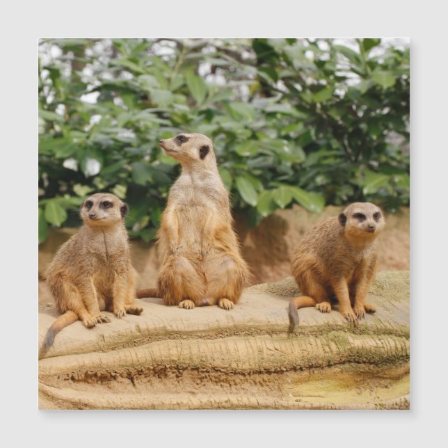 Meerkat 008 (Devant)