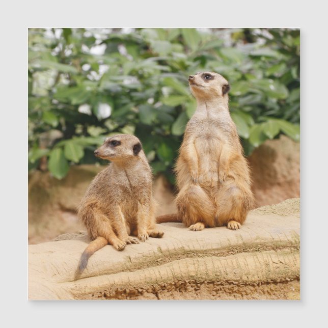 Meerkat 009 (Devant)