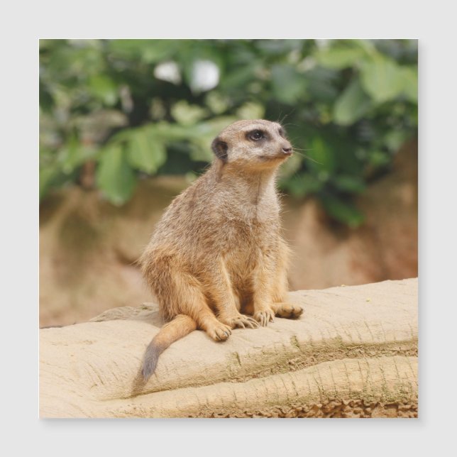 Meerkat 010 (Devant)