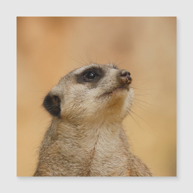 Meerkat 011 (Devant)
