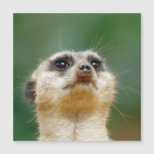 Meerkat 012 (Devant)