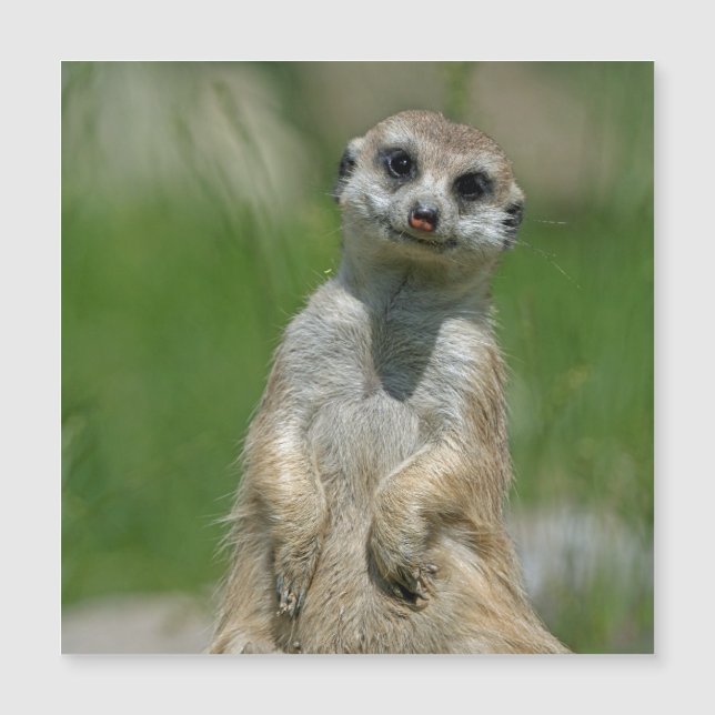 Meerkat 013 (Devant)