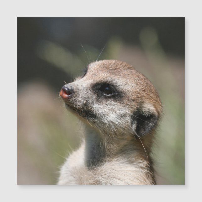 Meerkat 014 (Devant)