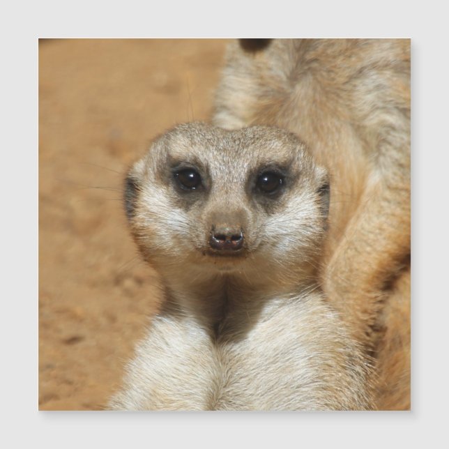 Meerkat 016 (Devant)