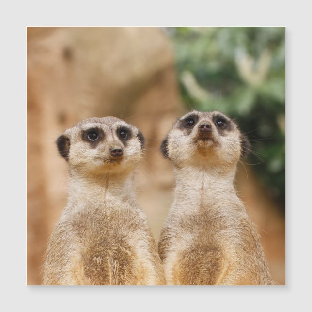 Meerkat 017 (Devant)